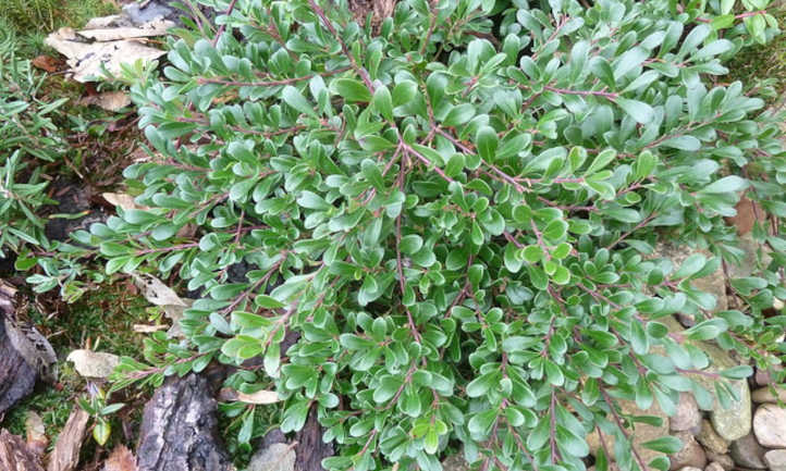 Arctostaphylos uva-ursi