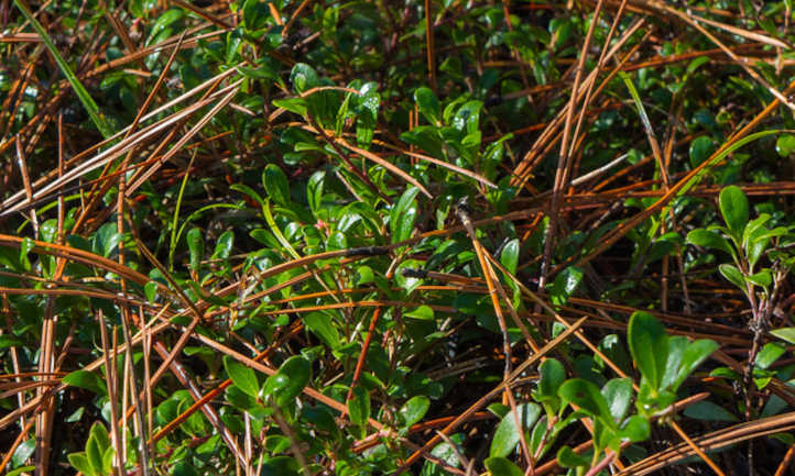 Bearberry and pine needles