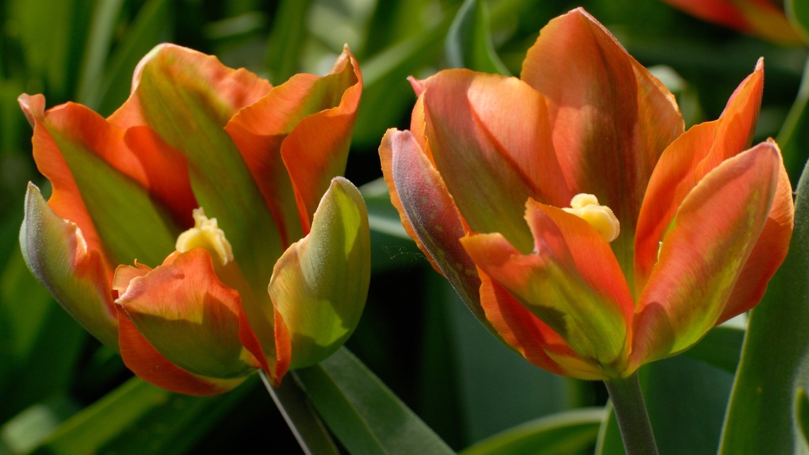 Bright orange petals with a delicate yellow edge create a striking contrast above sturdy, elongated green leaves.
