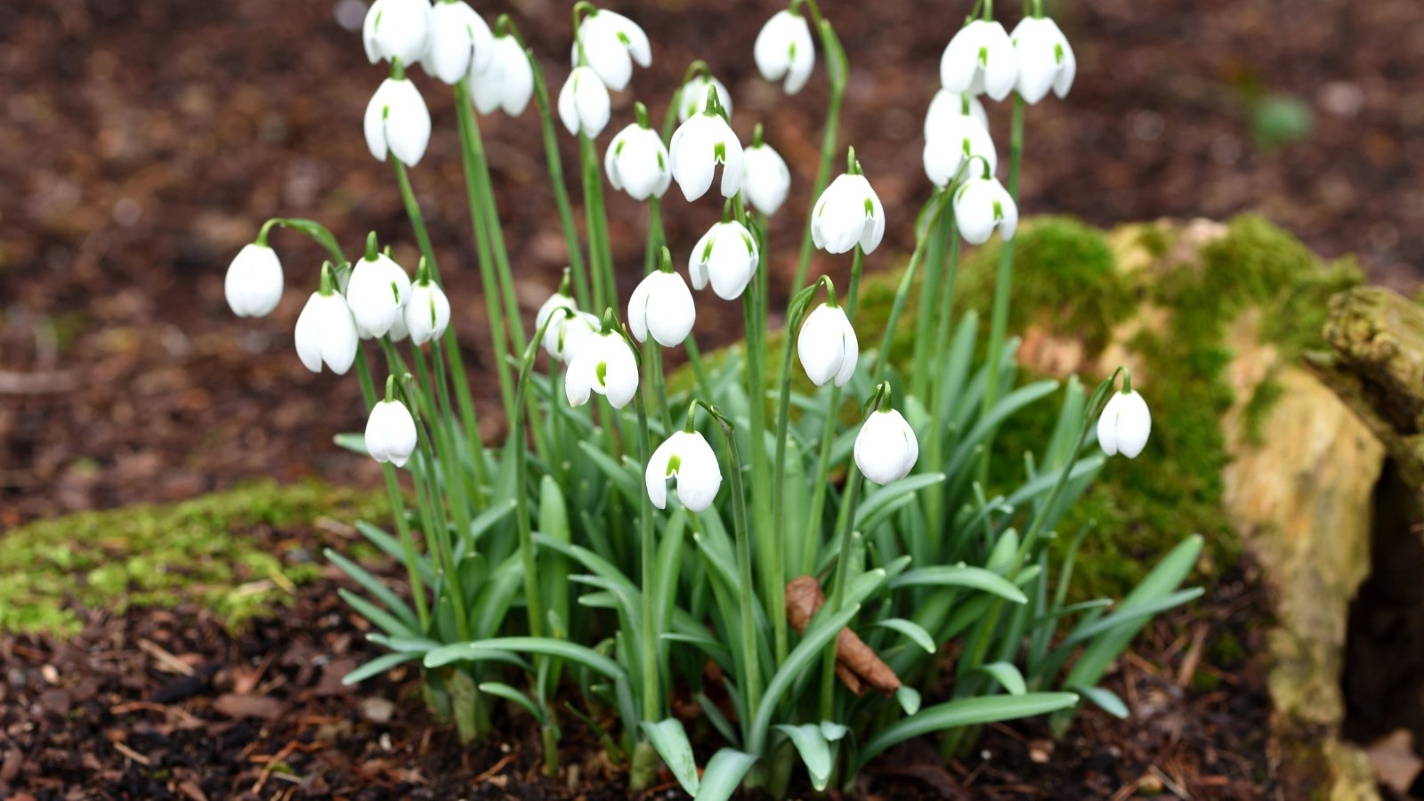 Graceful, drooping white flowers with subtle green markings hang from slender stems, accompanied by narrow, strap-like leaves, creating a delicate and elegant appearance in the garden.
