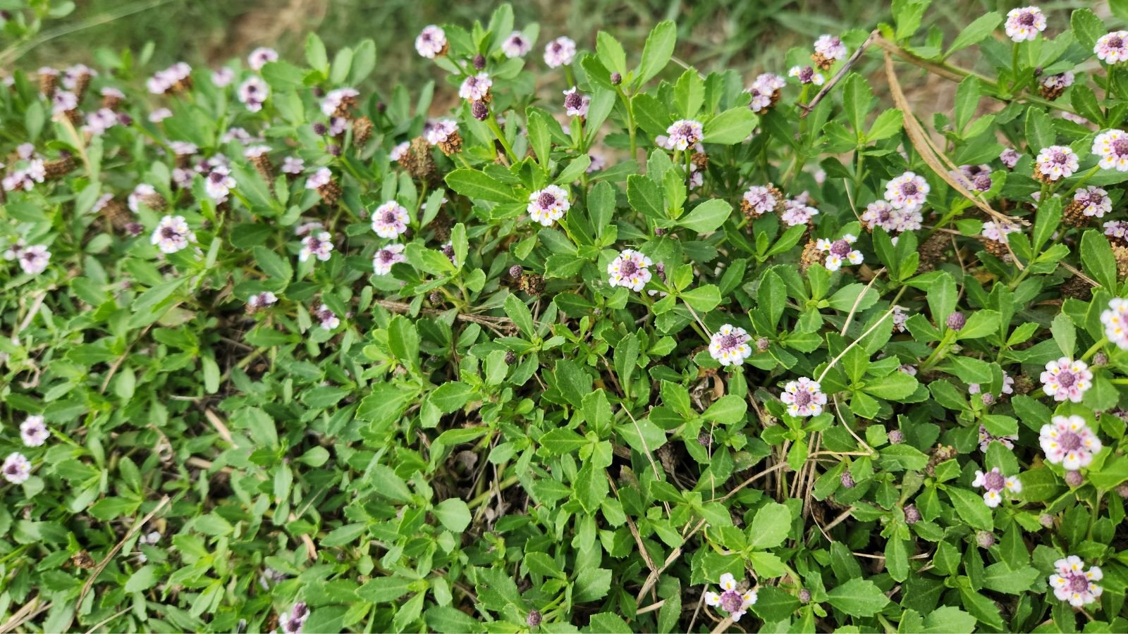 A patch of Phyla nodiflora with deep green blades and flowers with white flowers, dark brown soil peeking through