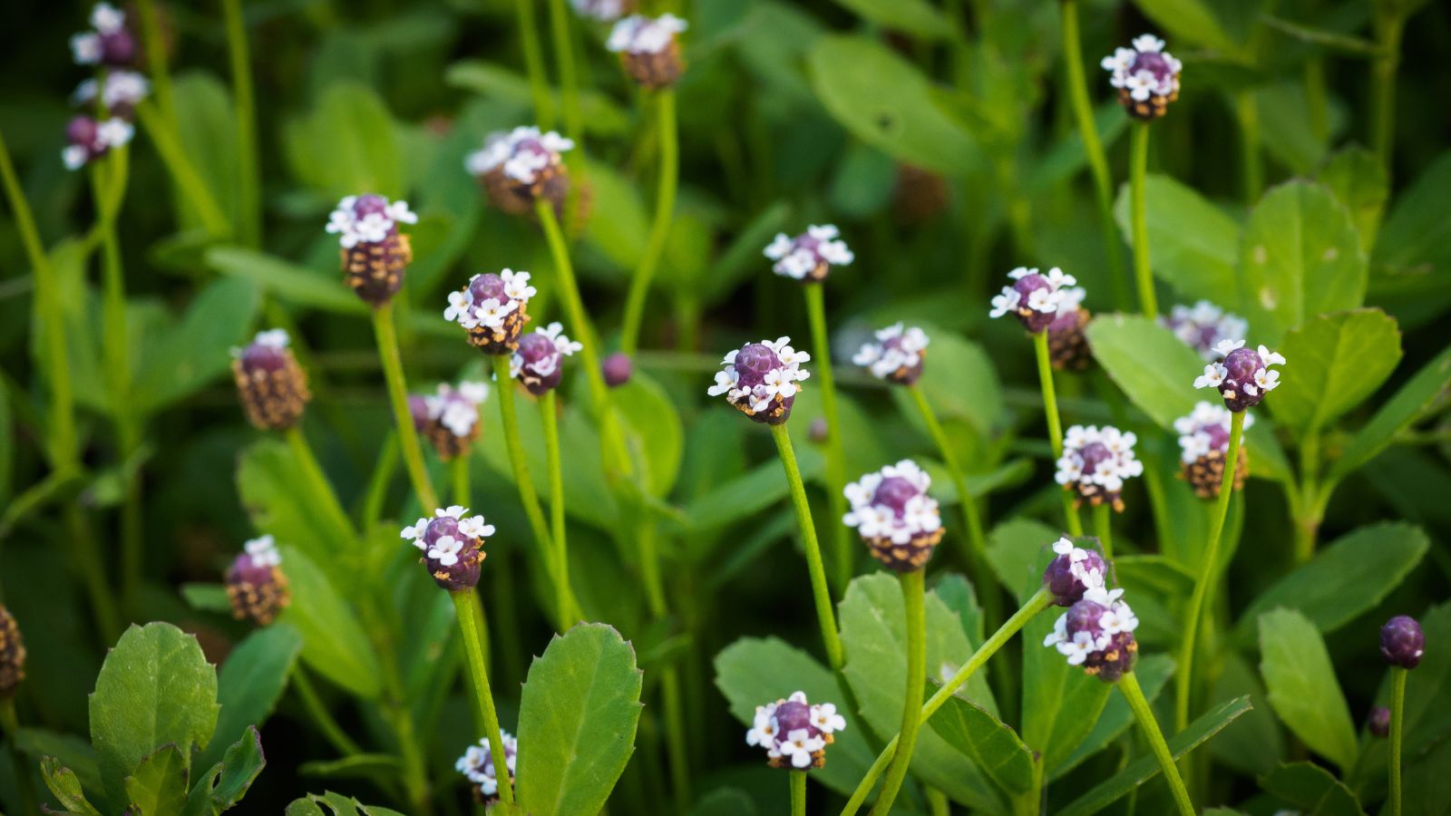 Small white flowers with purple centers surrounded by vivid green and rounded leaves, having serrated edges in a shady area