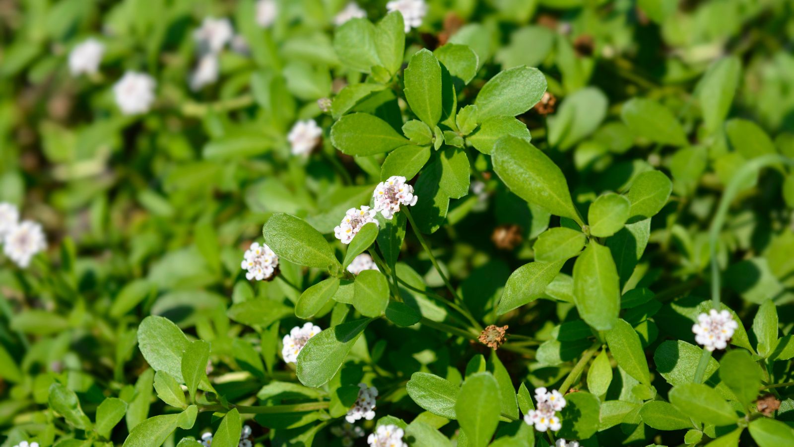 A sunny area with a patch of Phyla nodiflora, having vibrant deep green leaves that appear serrated, blooming small white flowers 