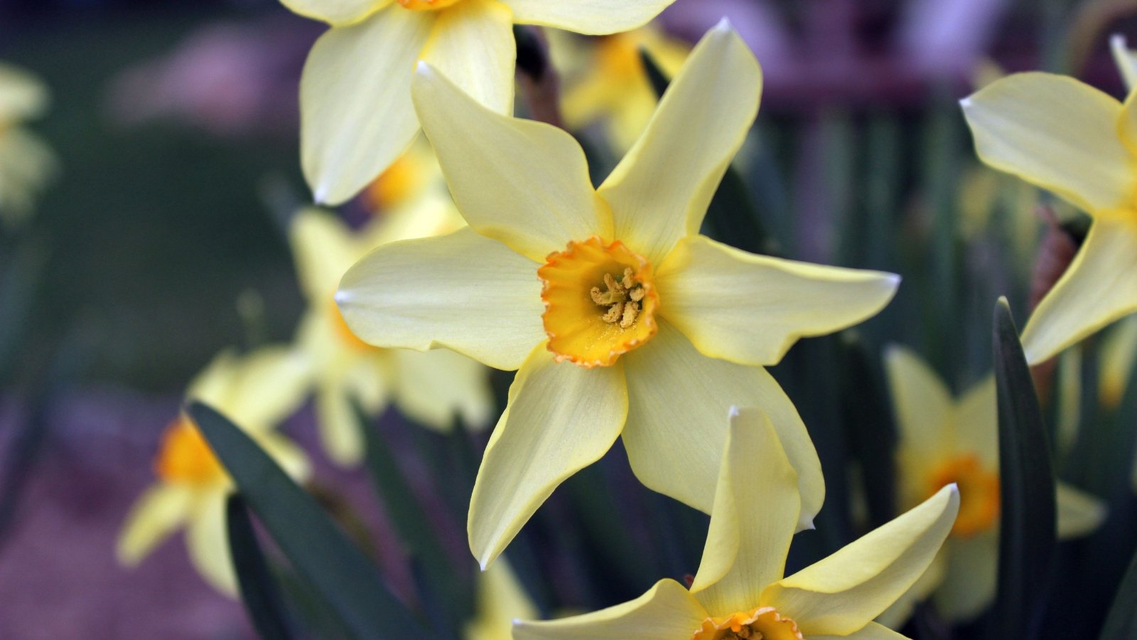 Yellow petals with a deeper yellow trumpet center, surrounded by long, slender green leaves that provide an elegant background, emphasizing the brightness of the flower.