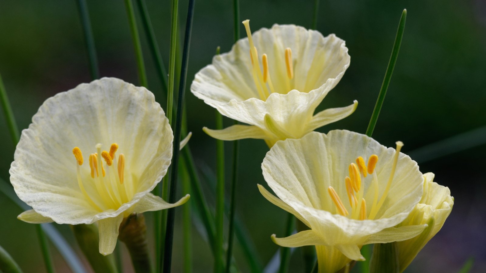 Pale yellow blooms with a soft, translucent quality, accented by narrow green leaves that rise and fan out, giving a gentle and understated look to the arrangement.