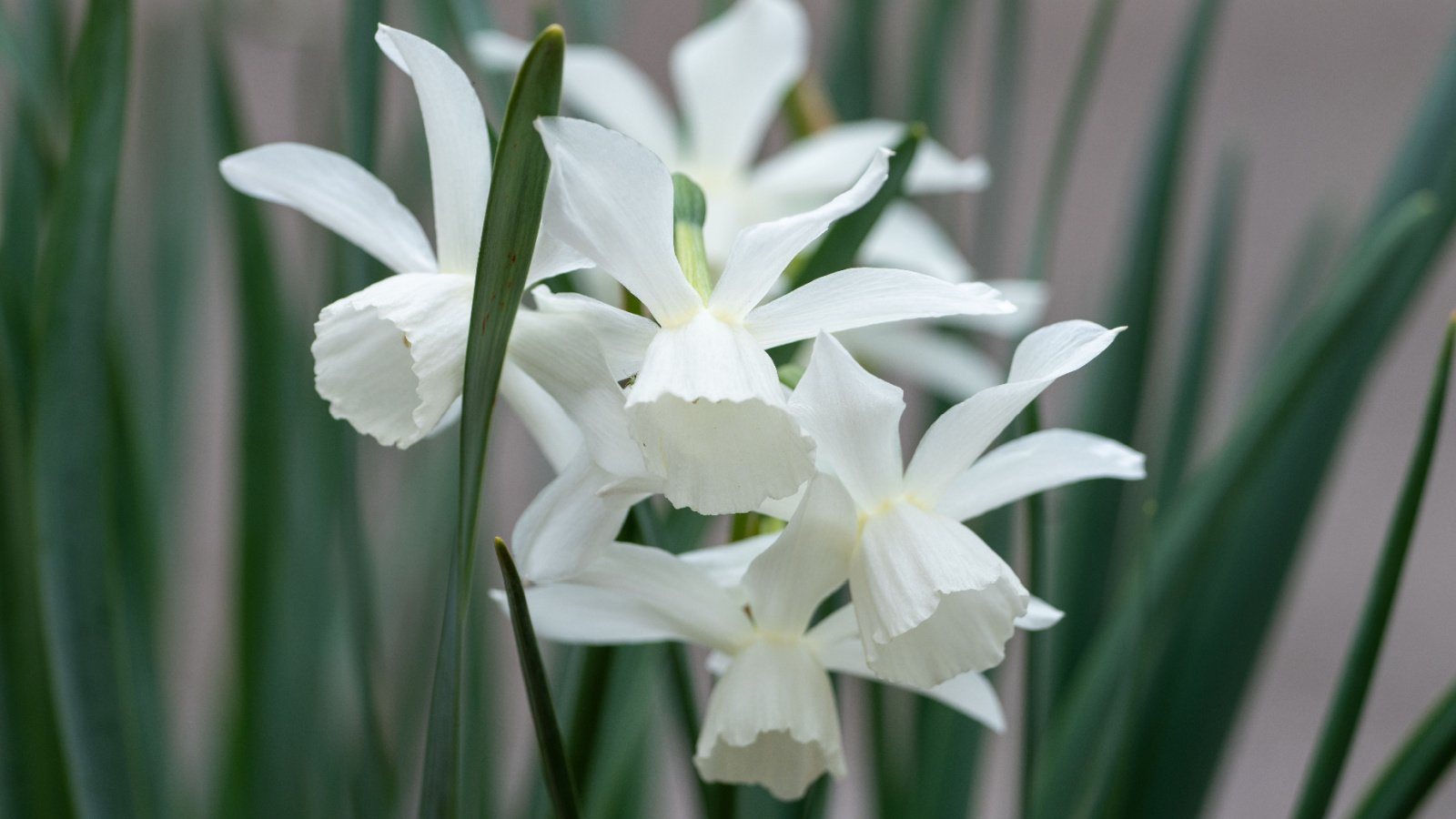 Amidst a sea of straight green leaves, almost pure white daffodils bloom with delicate outer petals and frilled centers. 