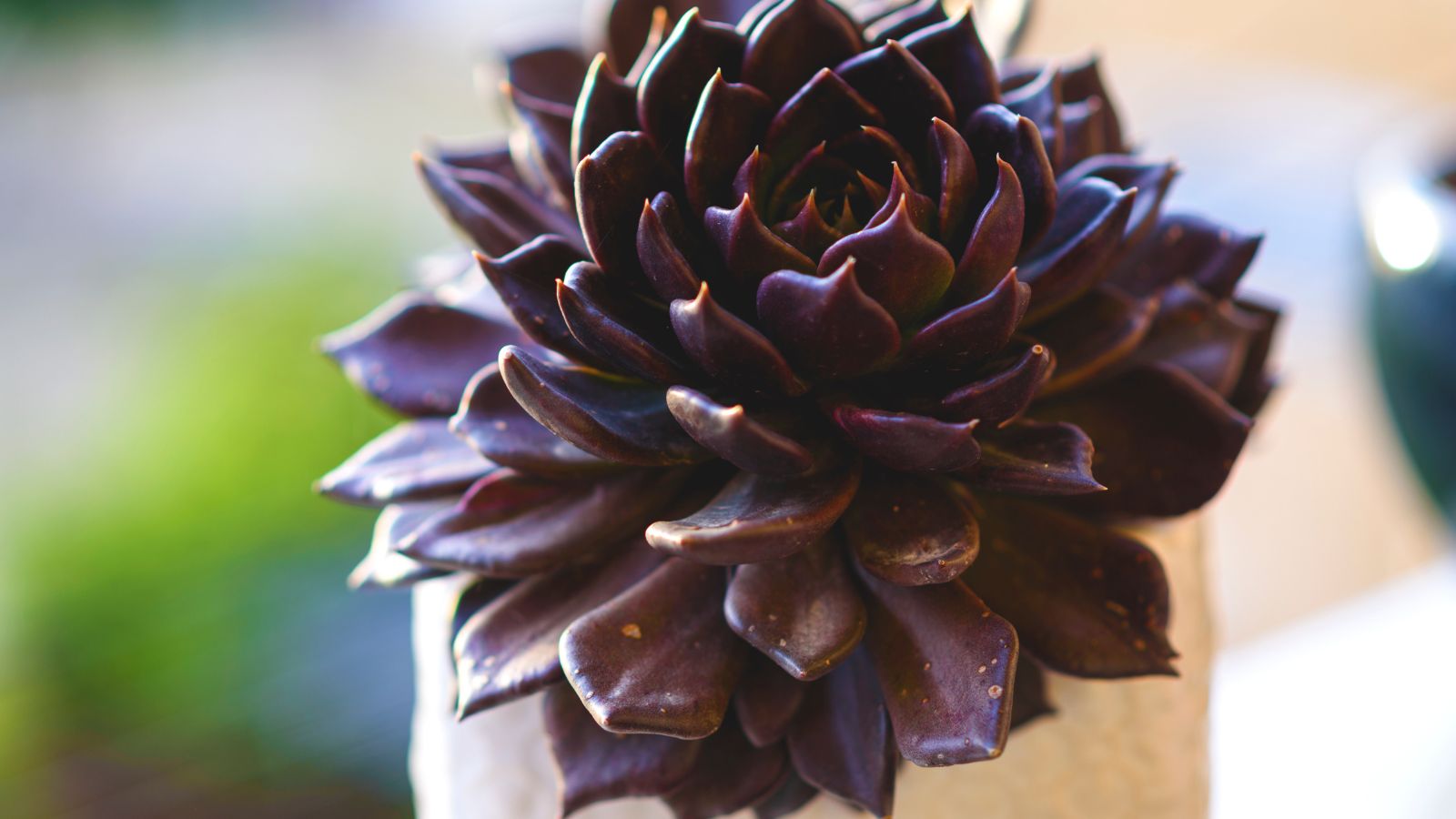 A focused shot of the Echeveria ‘Black Prince’ plant, showcasing its rosette shape and its almost black colored leaves.