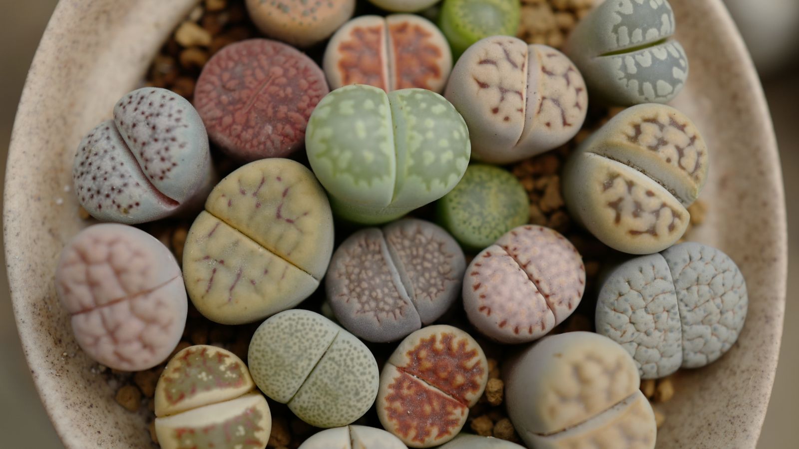 A close-up shot of the Lithops plant that showcases its round rock-like appearance with various patterns and various colors that is situated in a small pot.