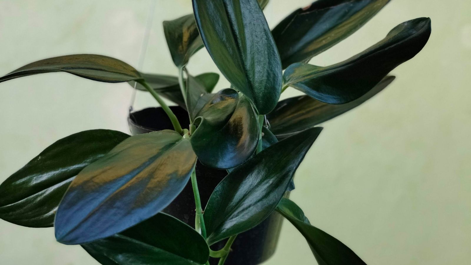 A close-up shot of the Scindapsus treubii 'Dark Form' plant showcasing its dark-green to almost black leaves.