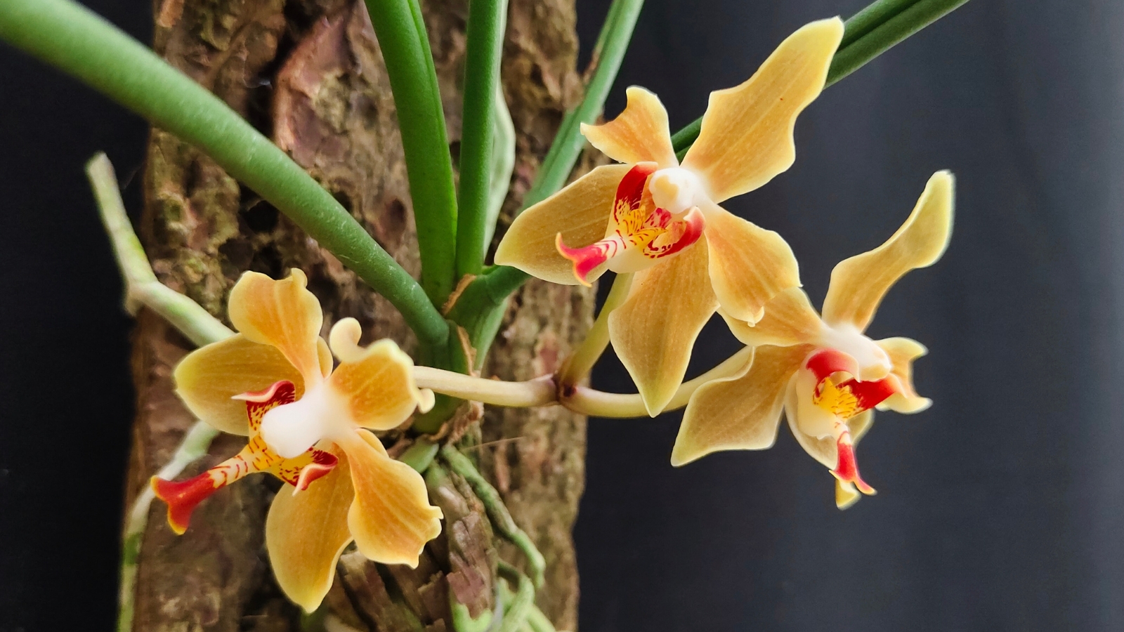 Golden-yellow flowers with faint red spots near their centers, attached to thin stems against a textured background.