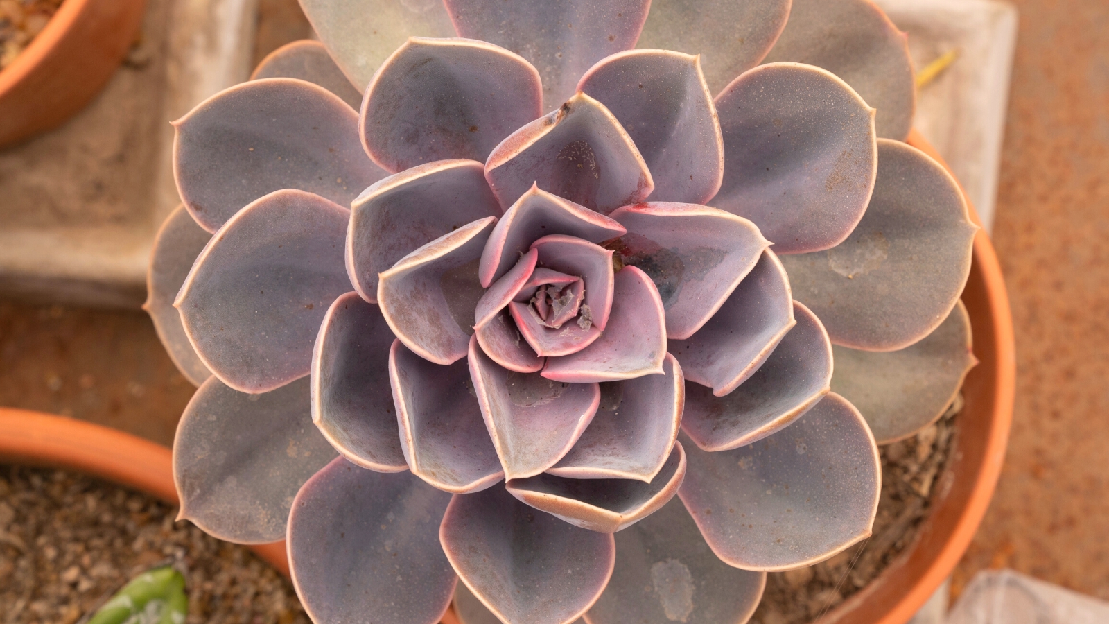 Close-up of Echeveria 'Perle von Nurnberg' in a large terracotta pot against a blurred background. Echeveria ‘Perle von Nurnberg’ enchants with its rosettes of elegantly sculpted leaves, each one a masterpiece of color and form. The leaves exhibit a captivating blend of dusty lavender, powdery pink, and hints of silvery-blue.