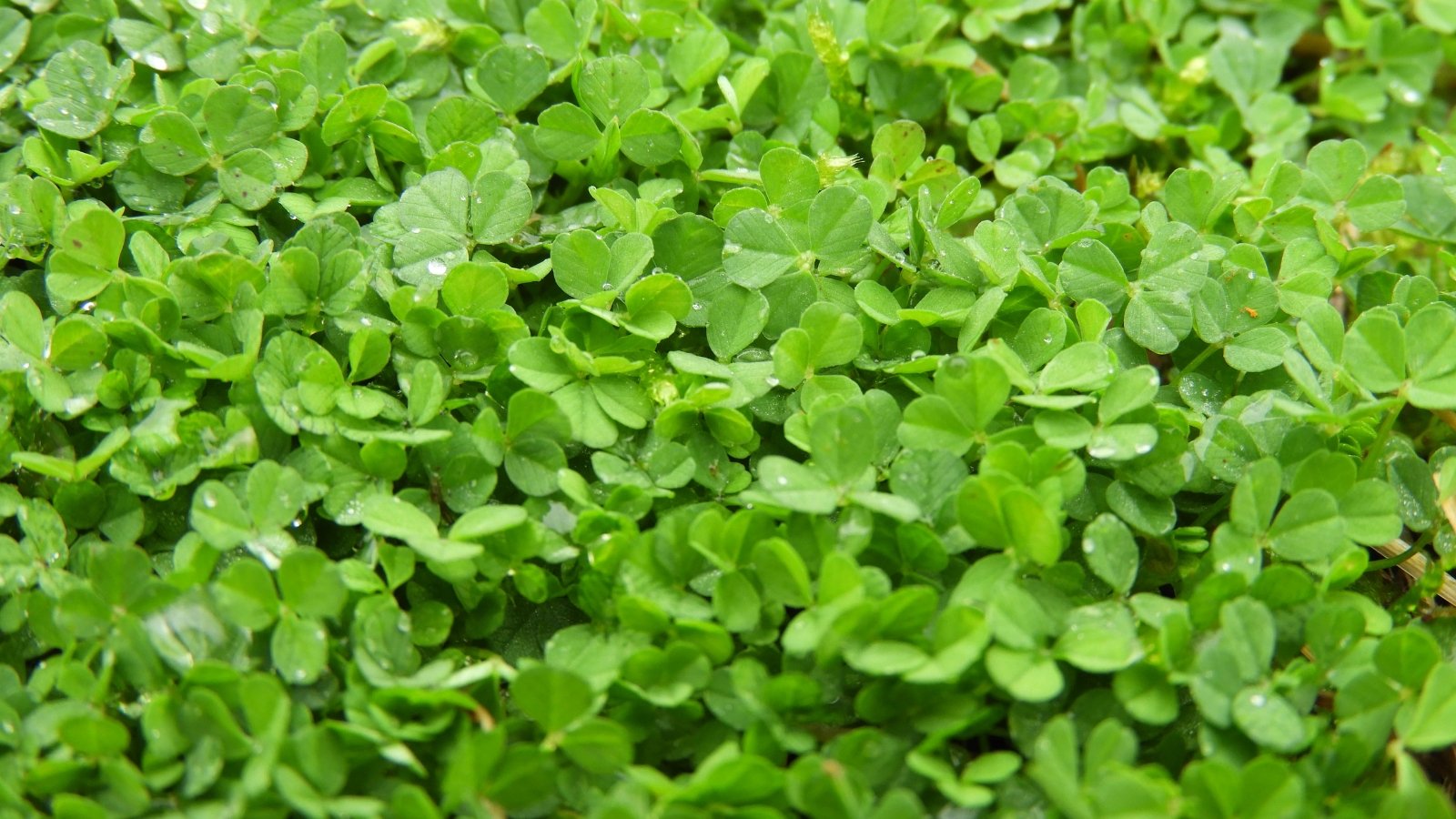 Straightforward strategies to Change Your Backyard with Microclover