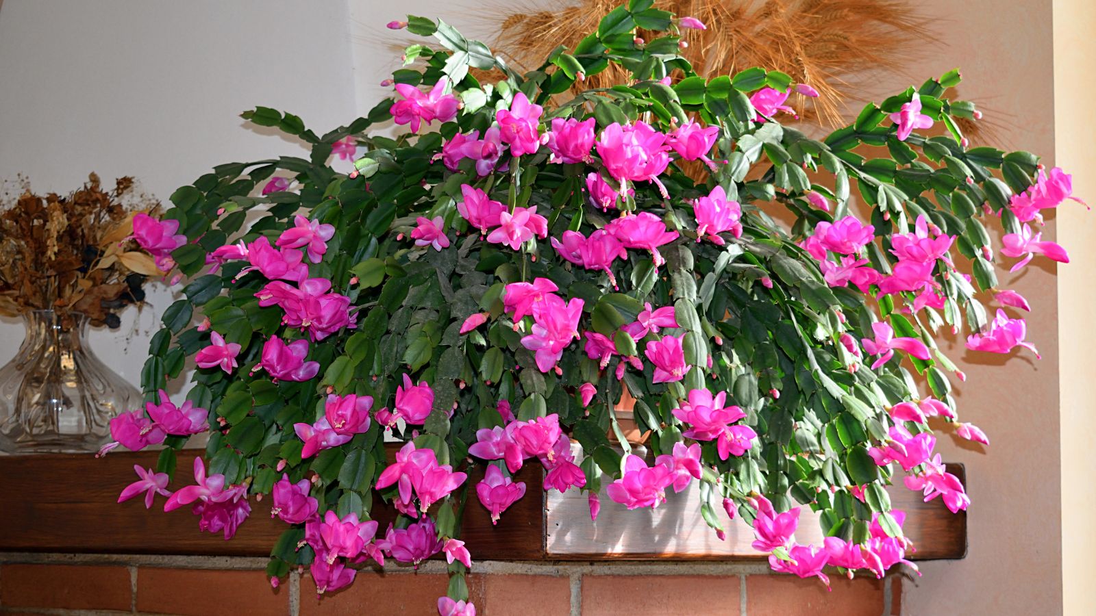 How one can Propagate Your Thanksgiving/Christmas Cactus in 5 Simple Steps