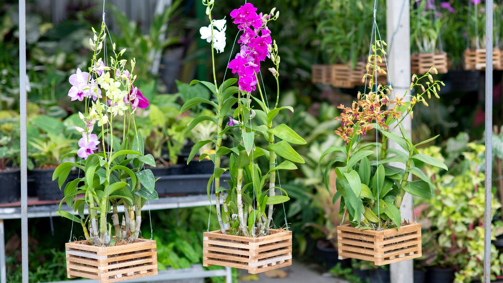 How Prolonged do Orchids Reside? 9 Solutions for Rising Orchid Lifespan