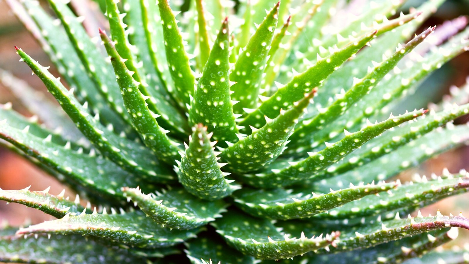 One of the best ways to Plant, Develop, and Take care of Minnie Belle Aloe