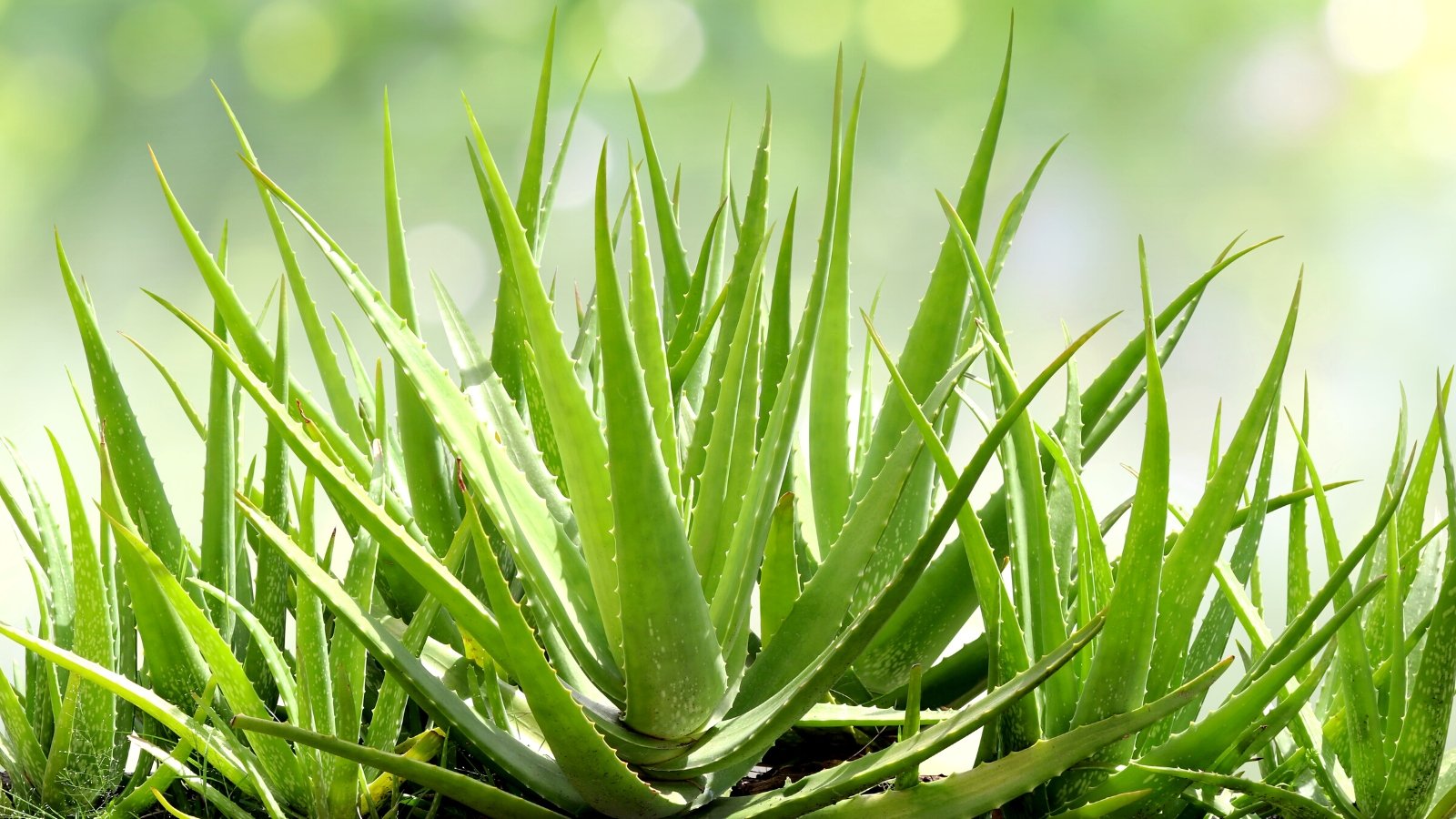 What Kind of Soil do Aloe Vera Crops Need?