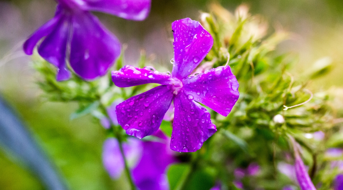 Close-up of a flowering Creeping Phlox plant (Phlox subulata) with water drops. The plant forms dense, low mats with evergreen needle-like foliage that hugs the ground. The flowers are bright purple and star-shaped.