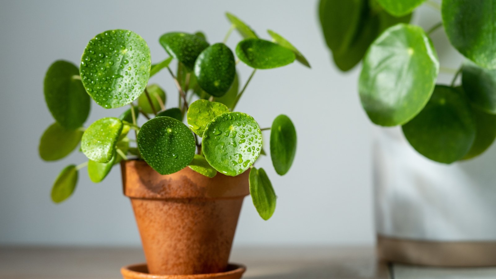 21 Forgiving Houseplants Which is perhaps Simple to Keep Alive