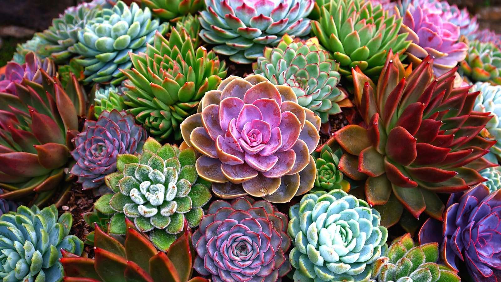 Which Succulents Are Safe for Pets? (And 7 Vegetation to Stay away from)