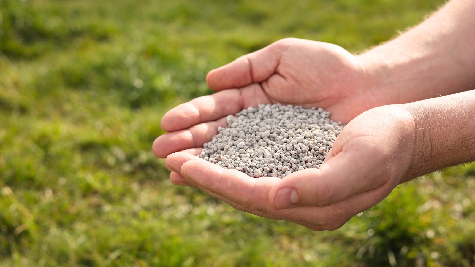 Close-up of a man's hands holding a handful of chemical granular fertilizers.