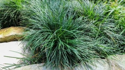 Dense mondo grass with long blades of leaves, appearing deep green with big rocks surrounding the raised garden bed