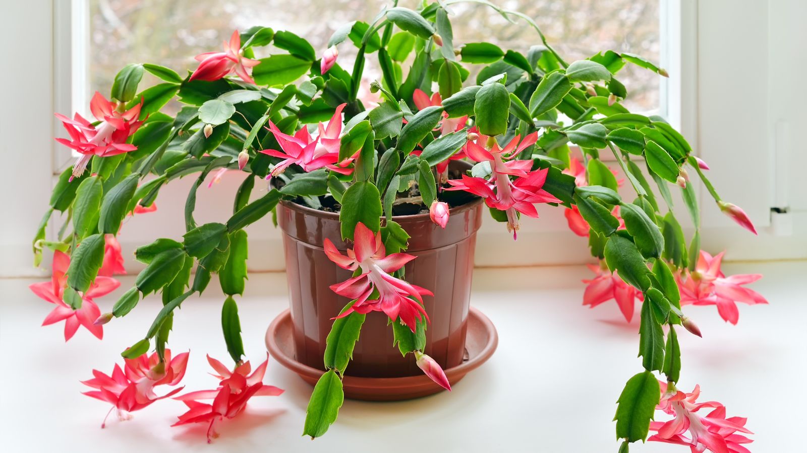 A shot of the Schlumbergera plant showcasing its green leaves and flowers that is placed in a pot indoors near a window