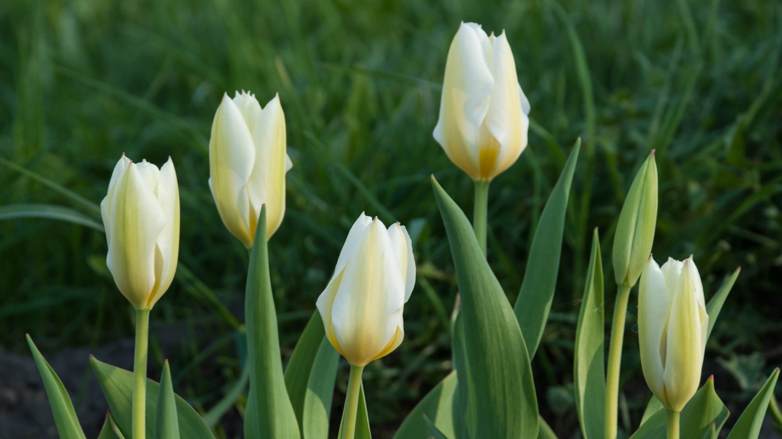 Strategies to Plant, Develop, and Maintain Fosteriana Tulips