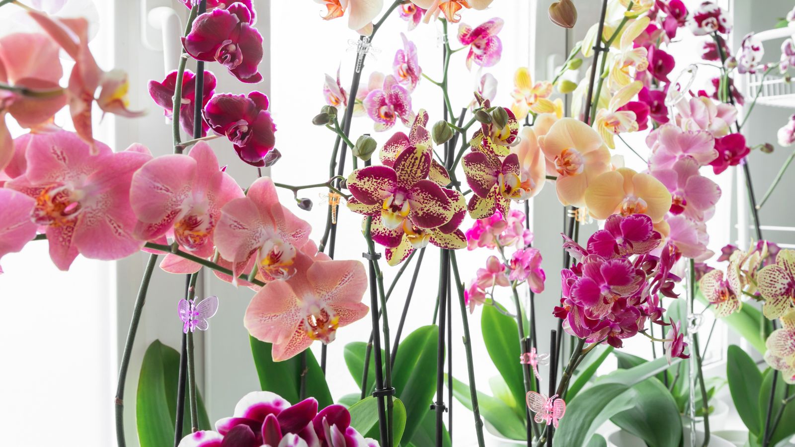 11 Indicators It’s Time to Repot Your Orchid