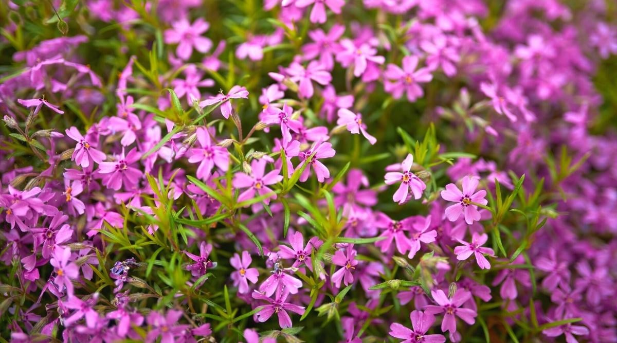 51 Flowering Flooring Cowl Vegetation With Beautiful Blooms