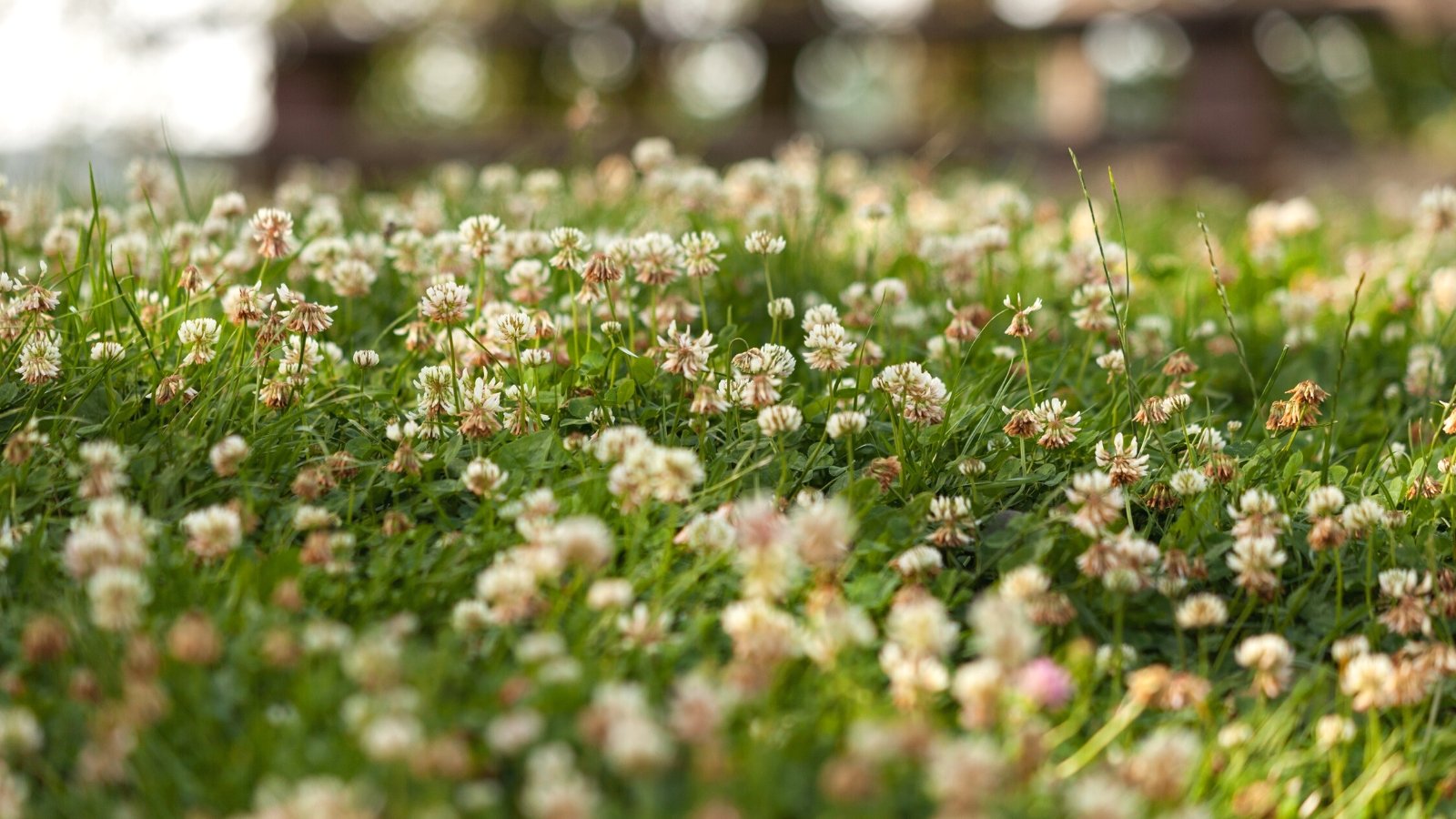 Are Flooring Cowl Lawns Larger Than Grass?