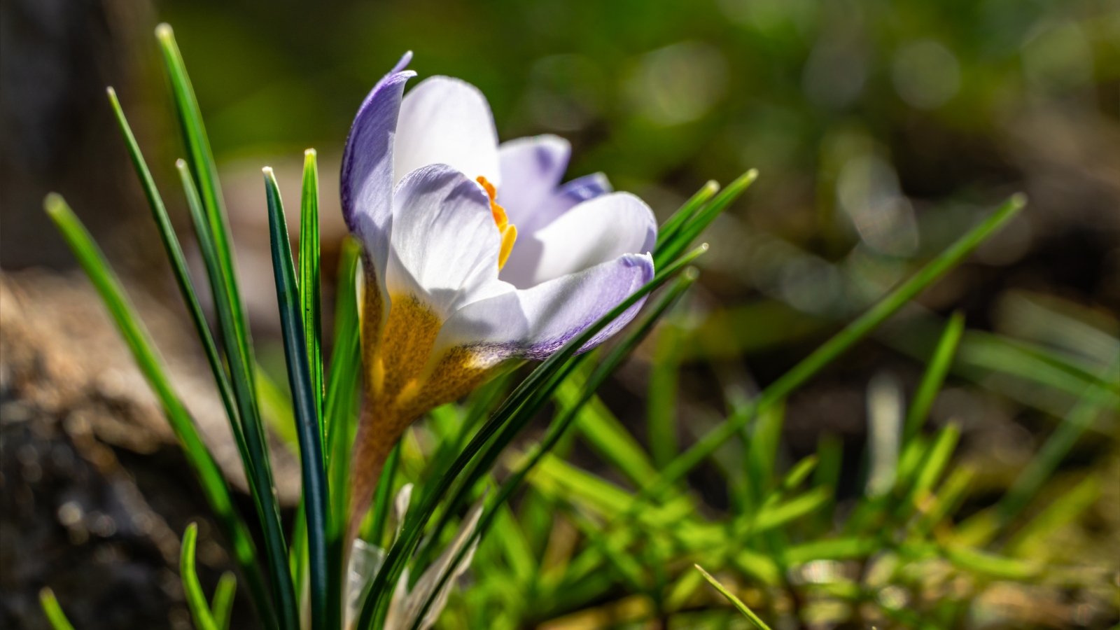 Plant These 15 Bulbs in October for a Beautiful Spring Yard