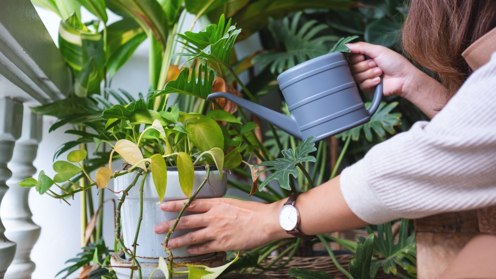 When and How Lots to Reduce Houseplant Watering For the Off Season